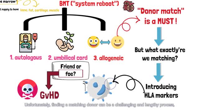 [Quick guide] What is bone marrow?