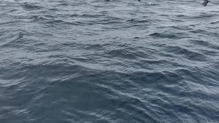 Whales Breaches Near Boat in Castletownbere Harbour