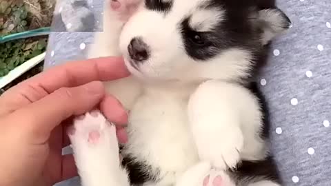The kitten