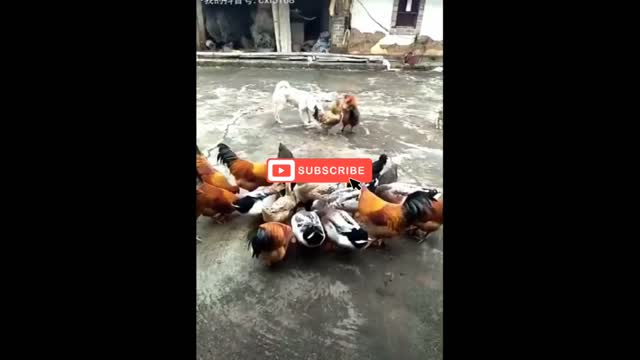 Chicken vs. dog's A Triple Threat