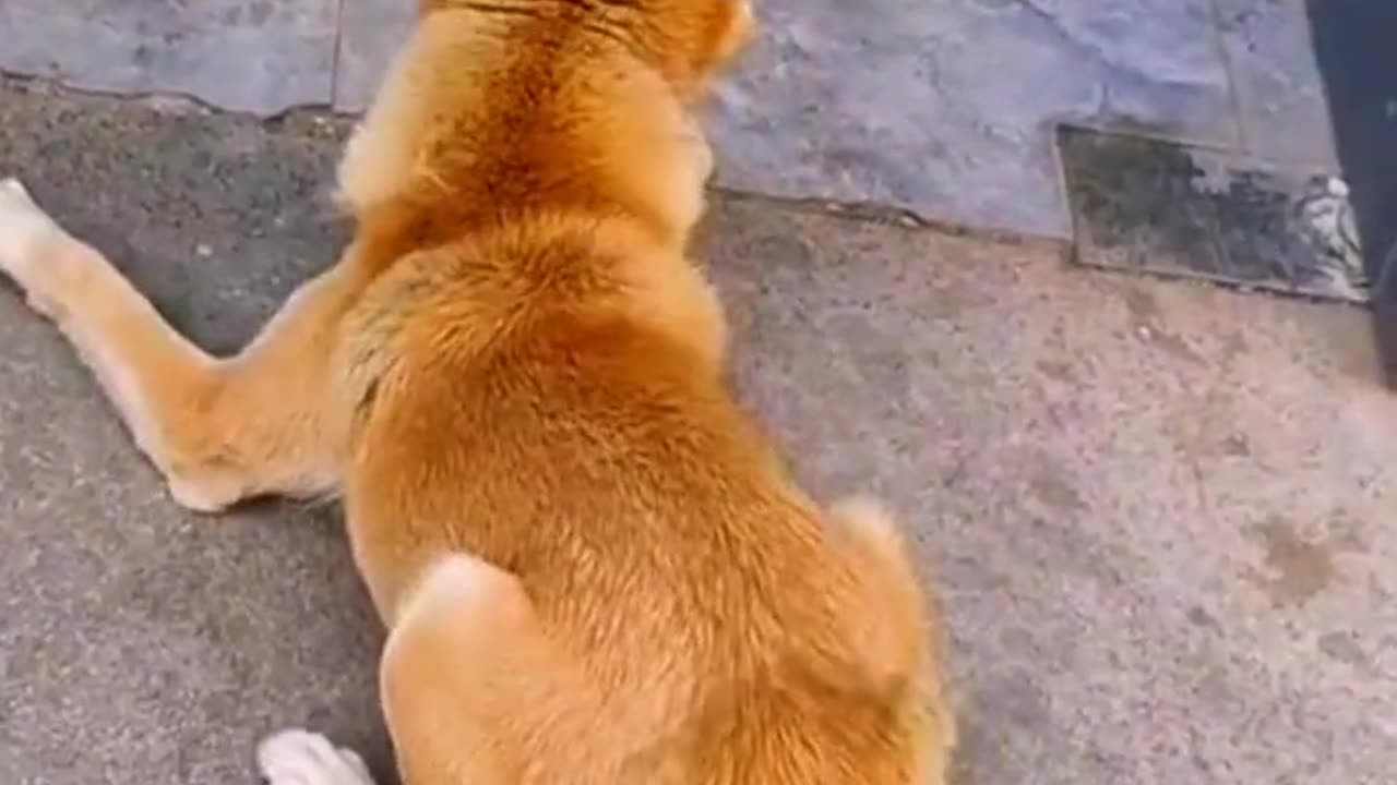 Dog and Little Cat funny Fight 😱