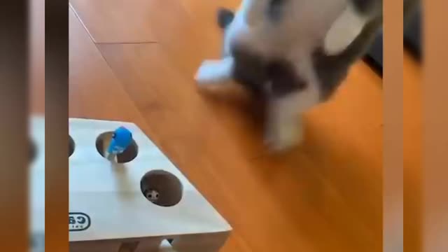 Cute cat funny clips