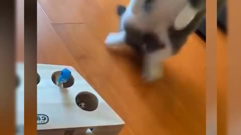 Cute cat funny clips