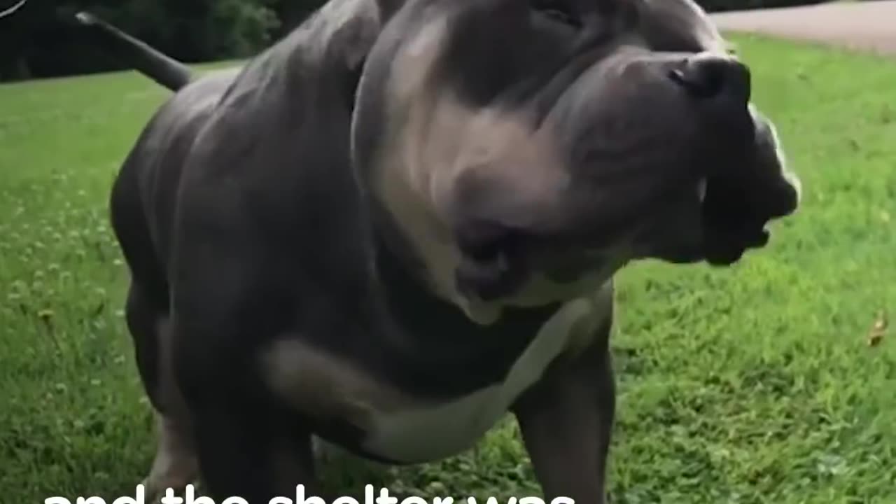 Shy Dog Learns How to Talk and Trust New Mom | The Dodo
