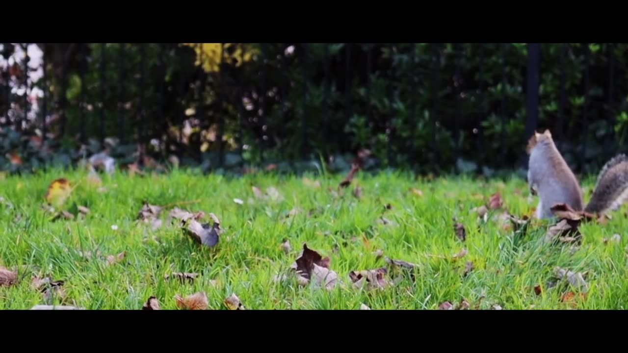 wildlife & Funs