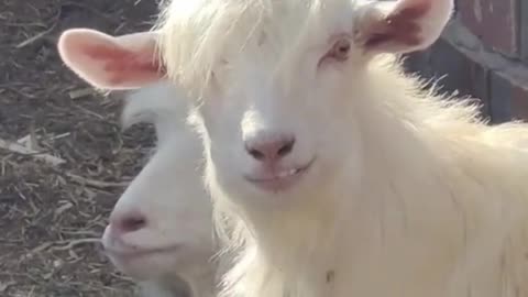 the most handsome goat in the world