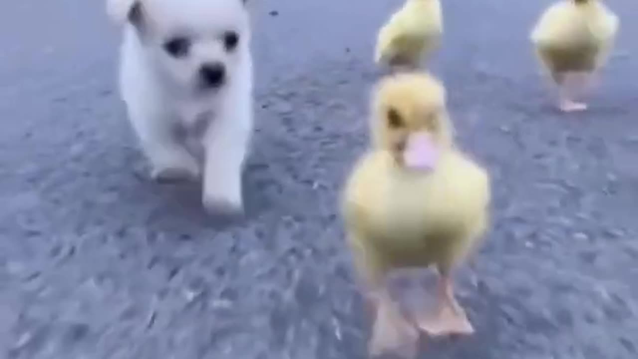 Dog's love for baby ducks💖