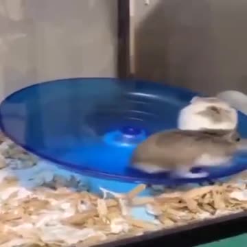 The Blue Life of the Dems and their puppet masters the Cabal in 2022.