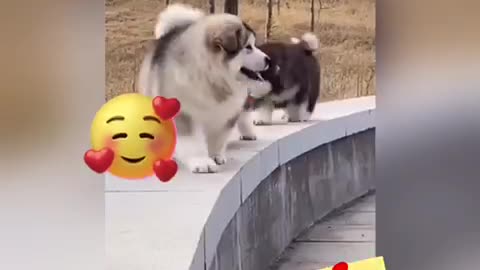 That’s Why I Love #Dogs