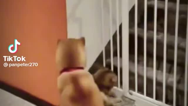 Dog Helping With Cat