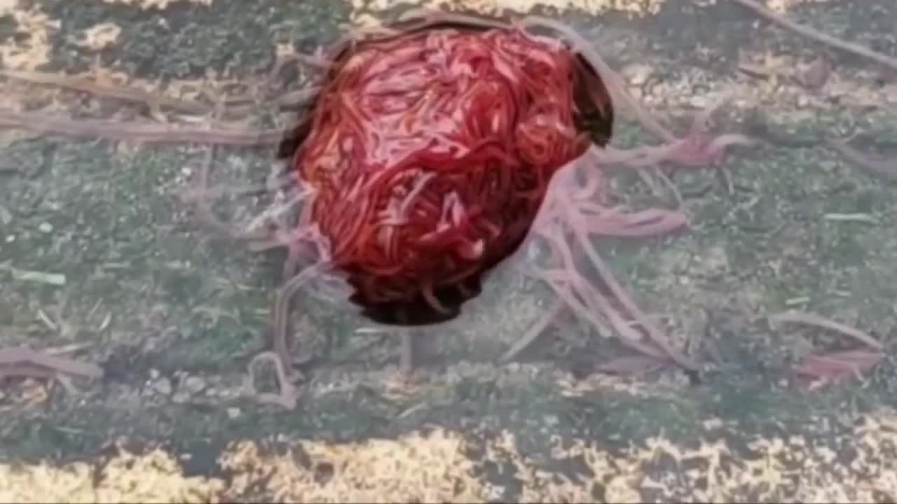 The Forbidden Meat Ball !