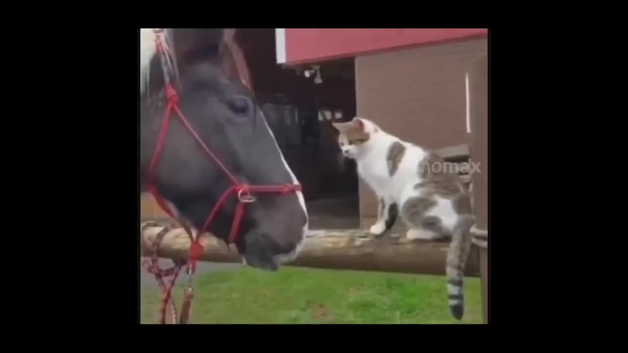 Funny animal