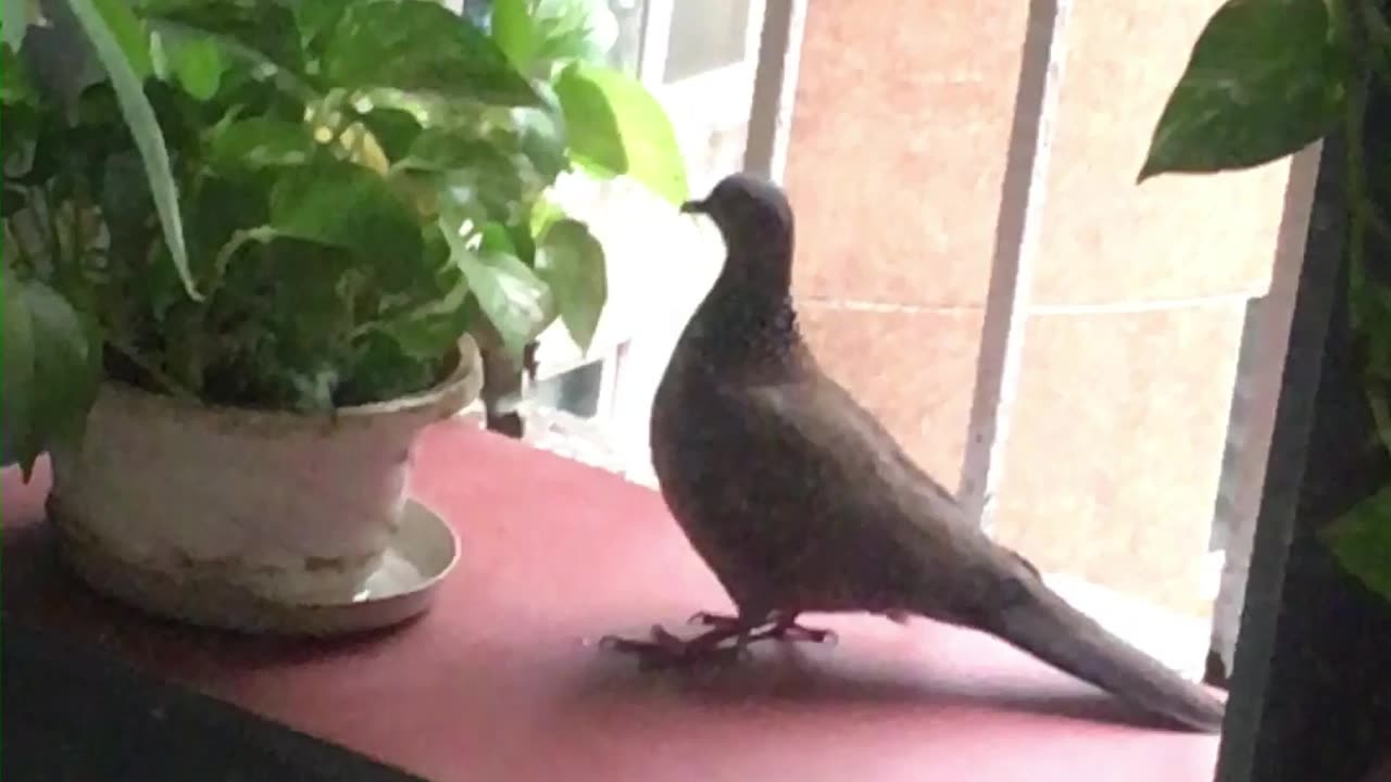 spotted dove quenching her thirst in my balcony