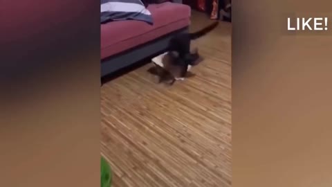 Cat disappears in the bag and the other cat thinks he disappeared