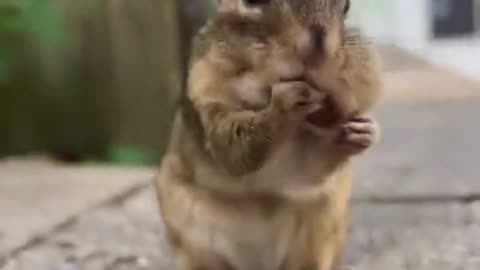 funny videos of animals