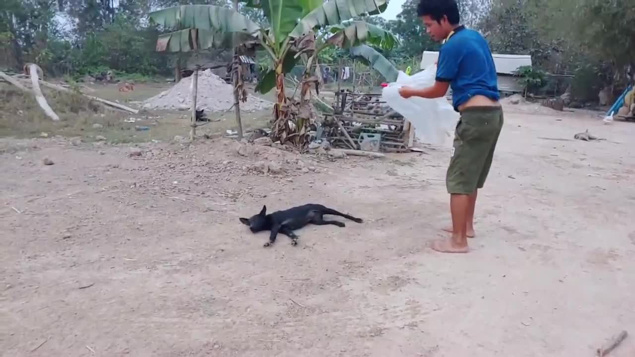 Wow!!! New Nice Prank Dog Run Very Funny Try To Stop Laugh