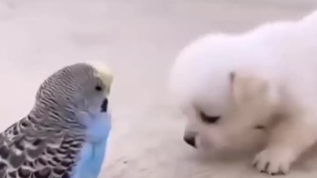 Cute animal ❤ funny dog