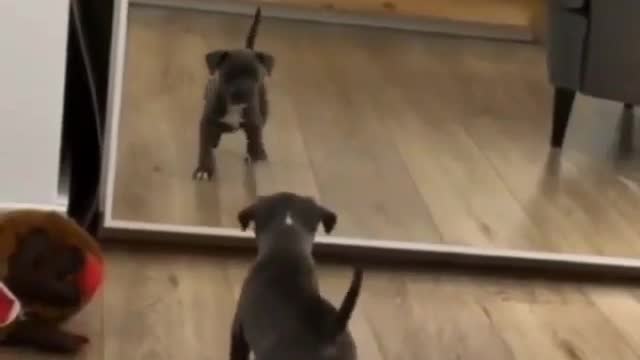 Funny dog