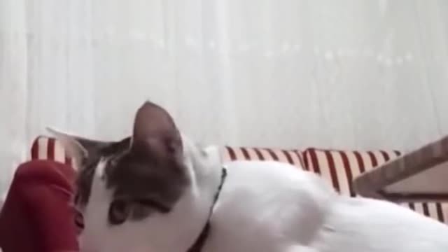 Best Funny Cats and Dogs ---- Part 60 · Unknown