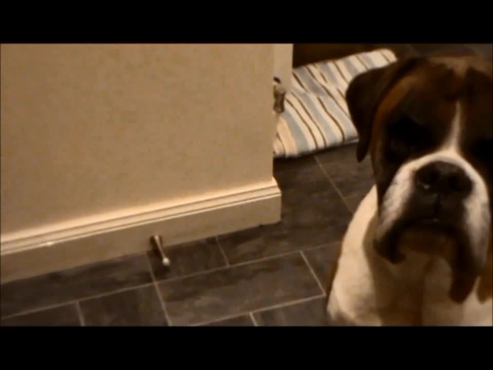 Boxer dog sounds the dinner gong