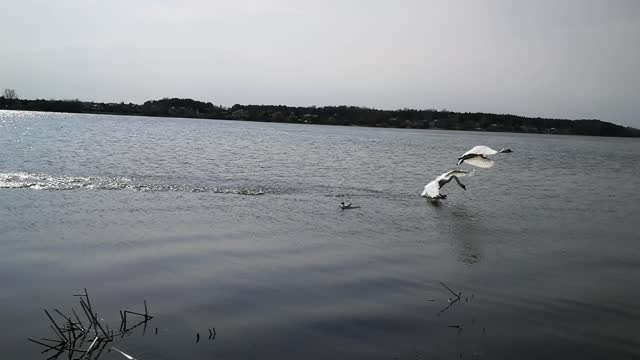 Two white swans flying over the river