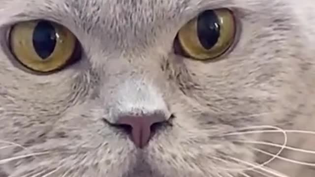 Funniest 😿cat vadio viral