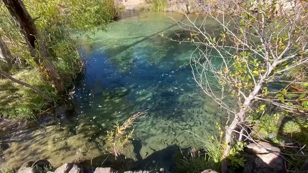 Water so clear you can see fish