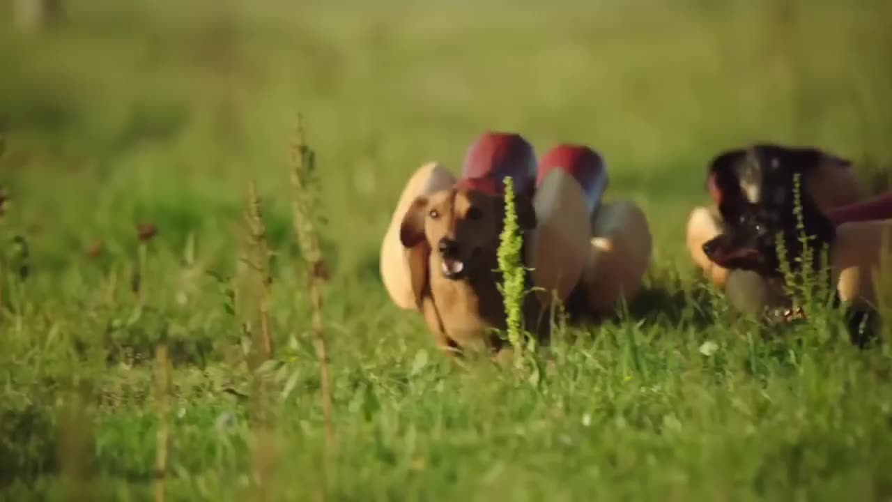 HEINZ Ketchup 2016 Hot Dog Dachshund Doxie Commercial the 'Wiener Stampede'