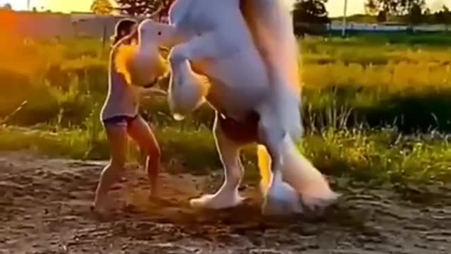 Horse dancing video