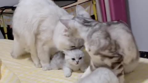 Father cat mother Cat and baby cat