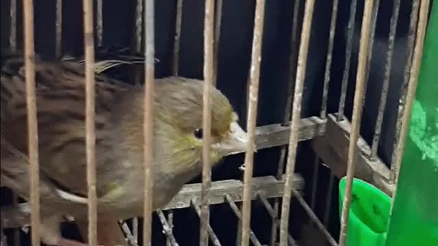 Crying bird prisoner