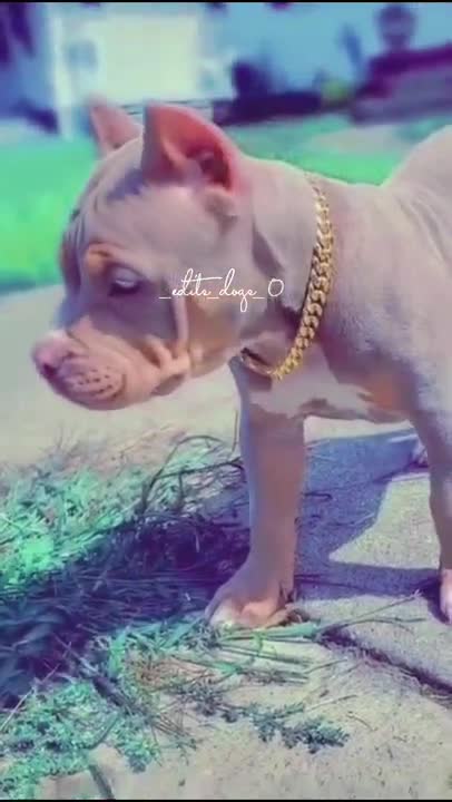 Ultimate Baby Dogs - Cute and Funny Dog Videos Compilation #Shorts