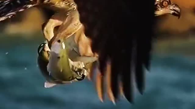 The sharp talons of the eagle are really fierce