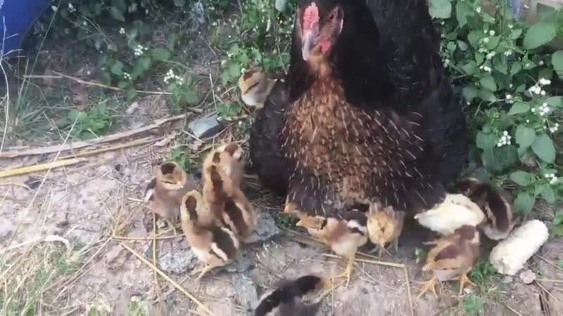 MOMMY HEN