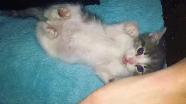 Baby kitten loves play time