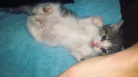 Baby kitten loves play time