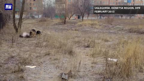 Liberation of Uglegorsk