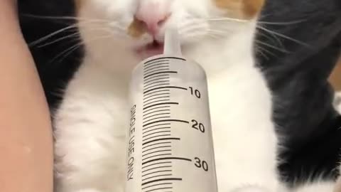 The cat is drinking from a syringe