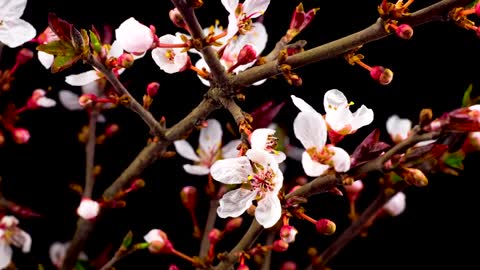 Flowers on the branches of a tree opening slowly