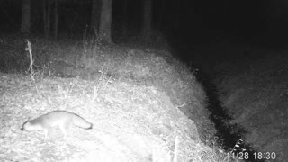 Fox in Eastern North Carolina