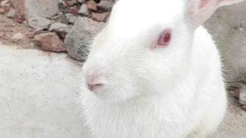 Cute little Rabit