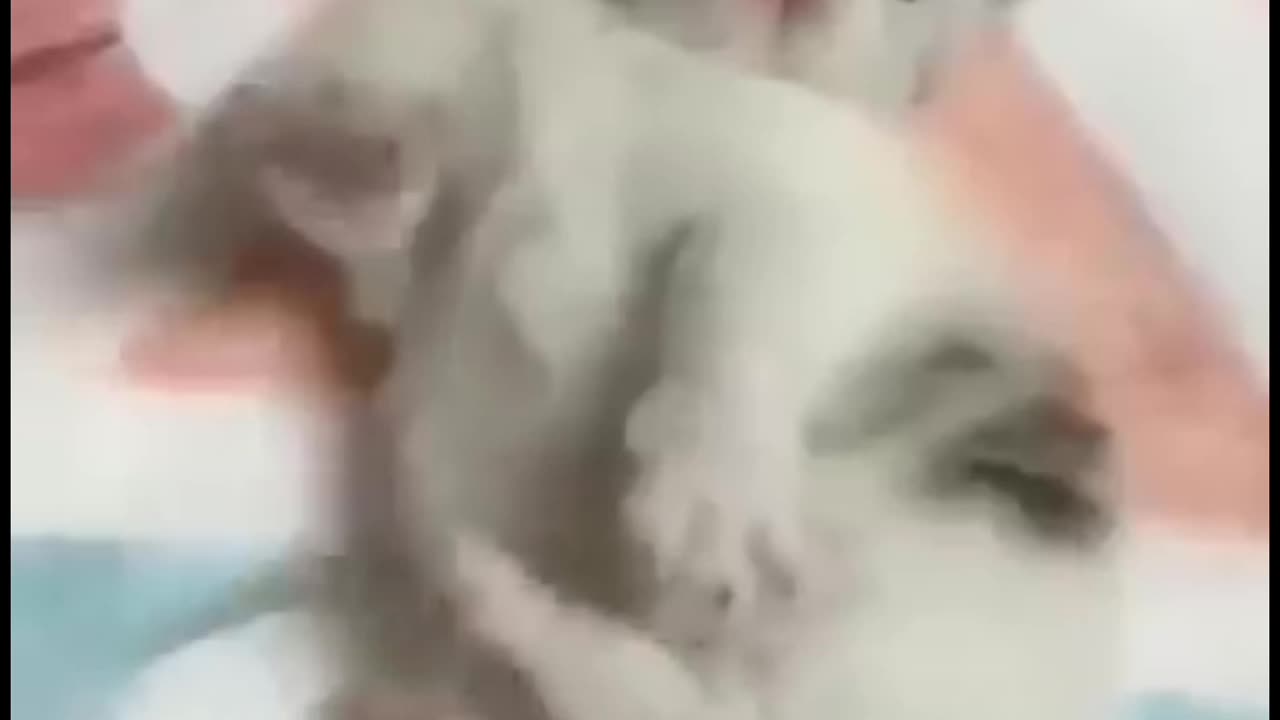 A cat funny cats catshorts fanny video cats fanny animals