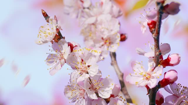 Close-up of cherry trees in bloom