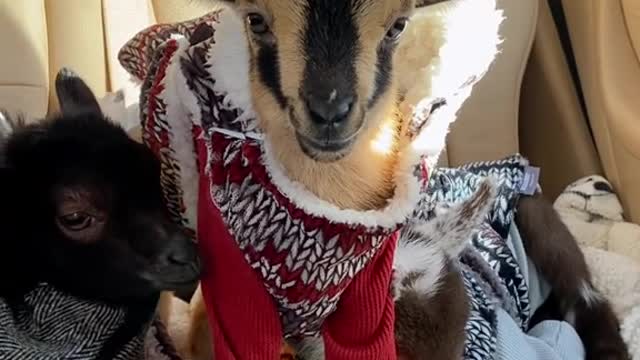 cute goats love to ride in a car...