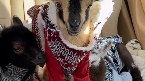 cute goats love to ride in a car...