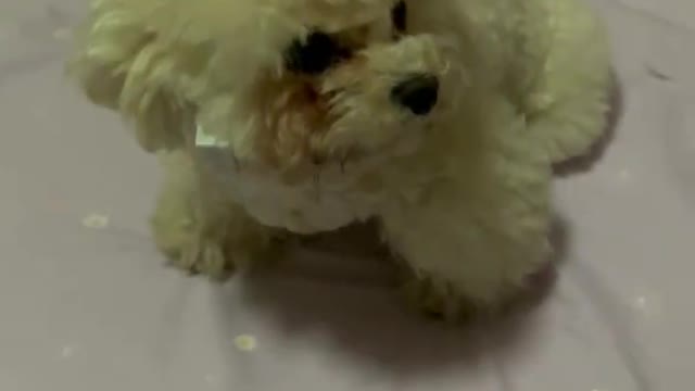 我家可爱的狗狗（my cute dog）