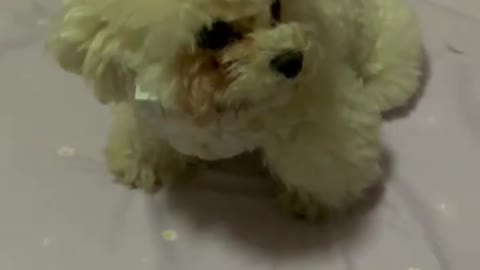 我家可爱的狗狗（my cute dog）