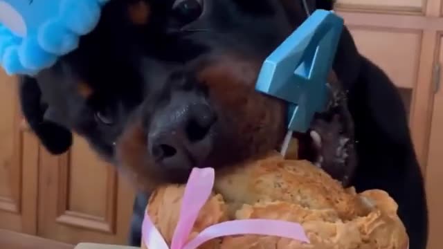 rottweilerlife Happy birthday. rottweilerlife