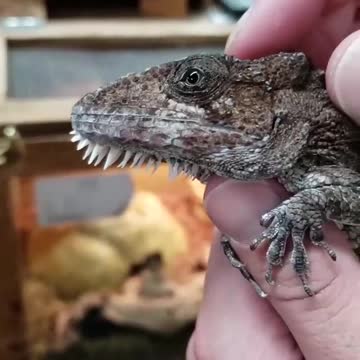 Western Bearded Anole (False Chameleons) aka Anolis barbatus