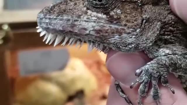 Western Bearded Anole (False Chameleons) aka Anolis barbatus